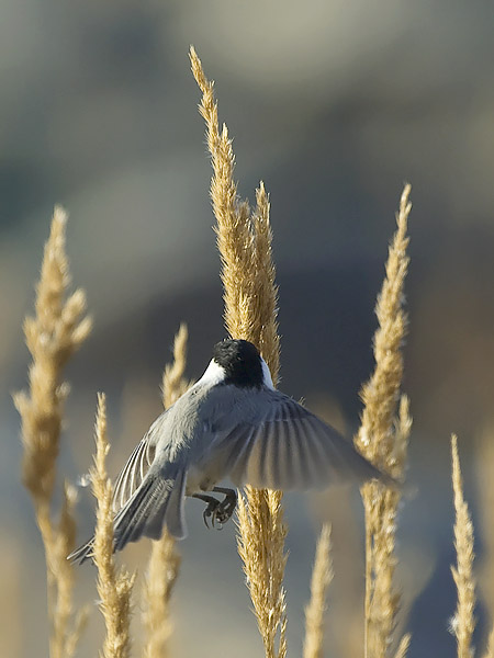 Hömötiainen, Willow Tit, Poecile montanus